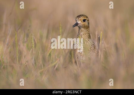 Pluvier doré (Pluvialis abricaria) perché dans le gras Banque D'Images