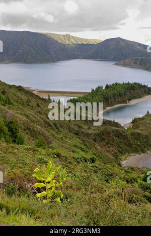 Landschap Azoren ; Paysage Açores Banque D'Images