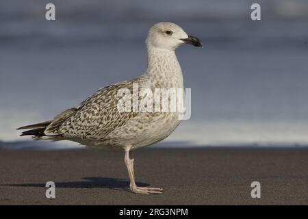 Jonge Grote Mantelmeeuw op het strnad ; Jeune Goéland marin sur la plage Banque D'Images