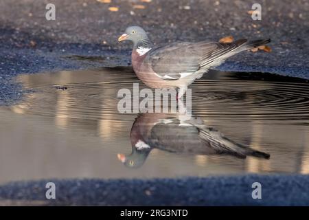 Adulte Wood Pigeon (Columba palumbus) marchant sur un parking à Gilze, Noord-Brabant, pays-Bas. Banque D'Images