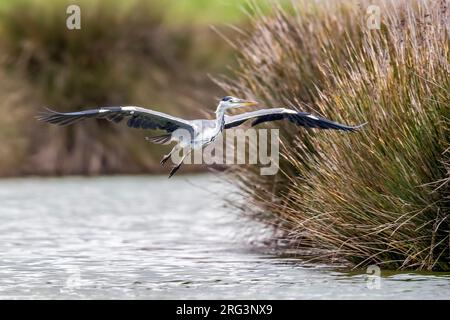 Heron gris adulte (Ardea cinerea cinerea) survolant Paul da Praia, à Praia da Victoria, Terceira, Açores, Portugal. Banque D'Images