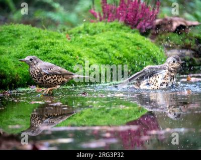 Mistle Grive (Turdus viscivorus) se baignant dans une piscine dans la forêt Banque D'Images