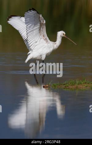 Juveniele Lepelaar ; la spatule blanche Banque D'Images