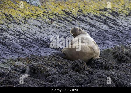 Une jeune femelle morse du WAtlantique (Odobenus rosmarus rosmarus) est restée à Harlingen, Frise, les Natherlands. Banque D'Images