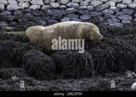 Une jeune femelle morse du WAtlantique (Odobenus rosmarus rosmarus) est restée à Harlingen, Frise, les Natherlands. Banque D'Images