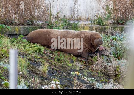 Une jeune femelle morse du WAtlantique (Odobenus rosmarus rosmarus) est restée à Harlingen, Frise, les Natherlands. Banque D'Images