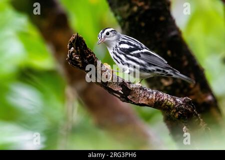 Premier mâle d'hiver Paruline noire et blanche (Mniotilta varia) perché dans un genévrier dans la vallée du phare, Corvo, Açores, Portugal. Banque D'Images