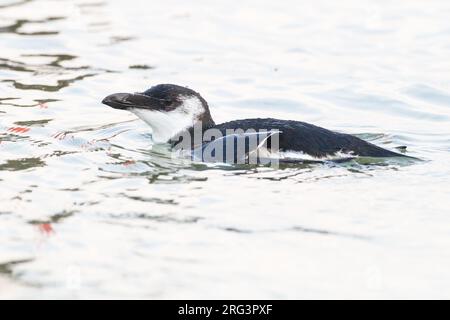 ALK, Razorbill, Alca torda première baignade hivernale Banque D'Images