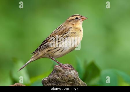 Bobolink (Dolichonyx oryzivorus) perché sur un mur dans les champs de ferme du Cap-Vert près de Vila do Corvo, Corvo, Açores, Portugal. Banque D'Images