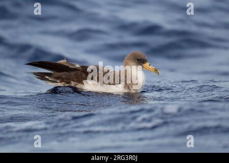 Kuhls Pijlstormvogel Zwememnde ; Natation Puffin cendré Banque D'Images