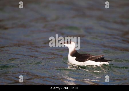 ALK, Razorbill, Alca torda première baignade hivernale Banque D'Images