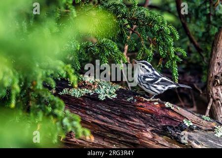 Premier mâle d'hiver Paruline noire et blanche (Mniotilta varia) perché dans un genévrier dans la vallée du phare, Corvo, Açores, Portugal. Banque D'Images