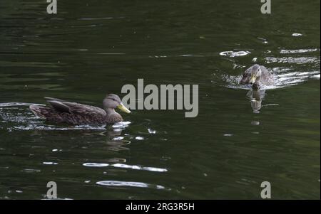 Canard mexicain (Anas diazi) 2 oiseaux nageant à Bosque de Chapultepec, Mexico, Mexique Banque D'Images