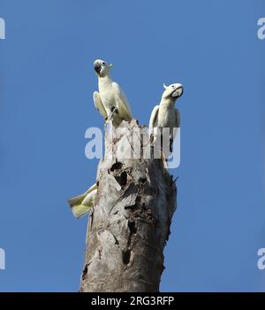 Cacatua sulphurea parvula (Timor Critically Three Cockatoo à crête jaune), ou Cockatoo à crête de soufre inférieure, perché dans un arbre sur l'îlan de Komodo Banque D'Images