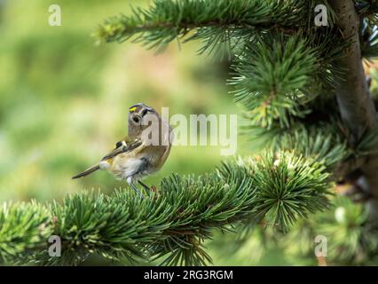 Goldcrest (Regulus regulus) au cours de la migration automnale chez un pin isolé sur le cap Kaliakra en Bulgarie. Banque D'Images