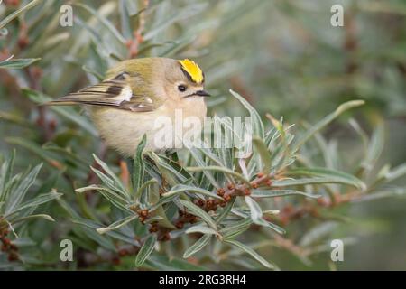 Goldcrest, Goldcrest, Regulus regulus sur la recherche d'insectes dans l'argousier Banque D'Images