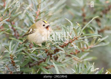 Goldcrest, Goldcrest, Regulus regulus sur la recherche d'insectes dans l'argousier Banque D'Images