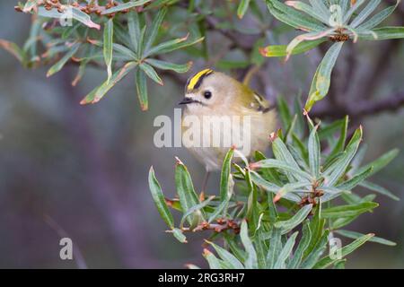 Goldcrest, Goldcrest, Regulus regulus sur la recherche d'insectes dans l'argousier Banque D'Images