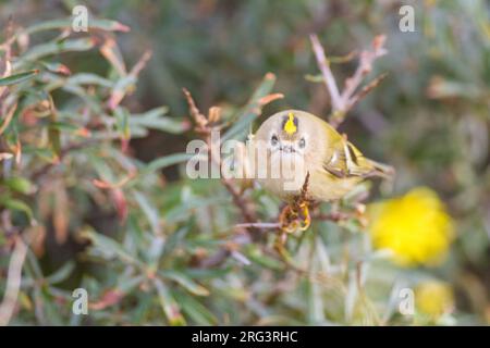 Goldcrest, Goldcrest, Regulus regulus sur la recherche d'insectes dans l'argousier Banque D'Images