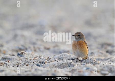 Paruline flamboyante - commun Gartenrotschwanz - Phoenicurus phoenicurus phoenicurus ssp., l'Allemagne, l'homme adulte Banque D'Images