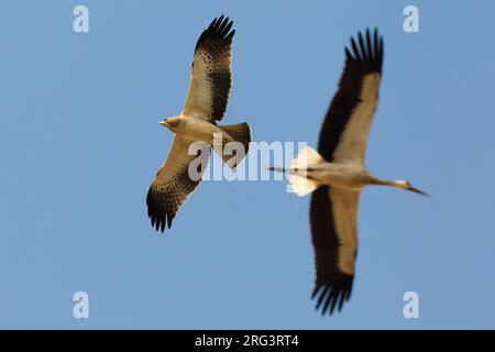 Dans Dwergarend Lichte fase de viaje en avión ; lumière morph Aigle botté en vol Banque D'Images