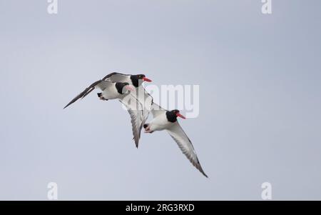 American Oystercatcher (Haematopus palliatus), en vol à Stone Harbor, New Jersey, États-Unis Banque D'Images