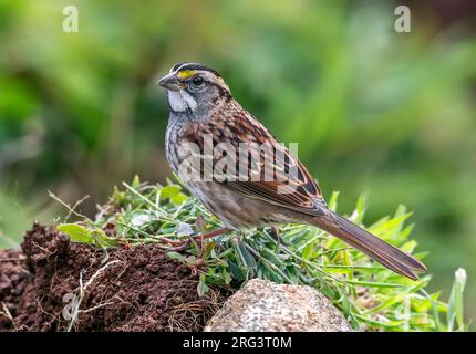 Premier mâle d'hiver Moineau à gorge blanche (Zonothrichia albicollis) assis dans les pentes supérieures de ribeira de Poço de Agua, Corvo, Açores, Portugal. Banque D'Images