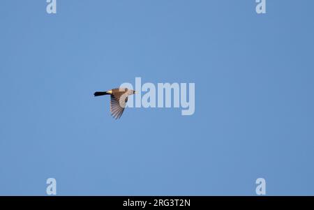 Robin américain (Turdus migratorius), mâle migrant à Cape May, New Jersey, USA Banque D'Images