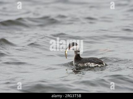 L'hiver plumé Grèbe slave (Podiceps auritus) nageant avec un poisson pêché dans le port de Terschelling, aux pays-Bas, en automne. Peut-être un f Banque D'Images