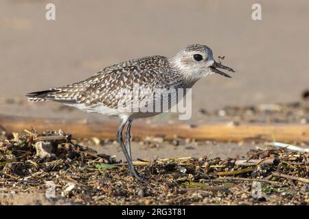 Pluvier gris (Pluvialis squatarola), vue latérale d'un jeune avalant une anguille, Campanie, Italie Banque D'Images