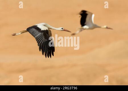 Ooievaar dans de viaje en avión ; Cigogne Blanche en vol Banque D'Images