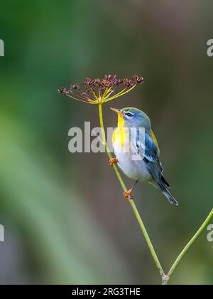 Première centrale d'hiver mâle Parula du Nord (Setophaga/Parula americana) à Corvo, Açores, Protugal Banque D'Images