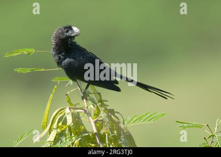 Ani à bec lisse (Crotophaga ani), vue latérale d'un oiseau perché au sommet d'un buisson sur fond vert Banque D'Images