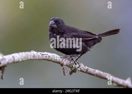 Un aileron mâle à bec épais (Sporophila funerea ochrogyne) à Copacabana, Antioquia, Colombie. Banque D'Images