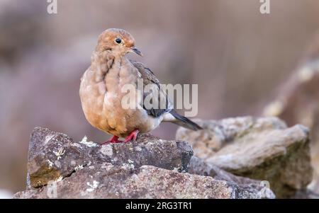 Colombe de deuil américaine (Zenaida macroura) perchée sur un mur rocheux à Middle Fields près de la Guesthouse, Corvo, Açores, Portugal. Banque D'Images
