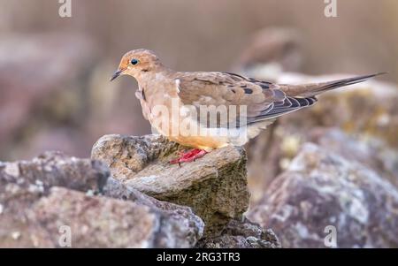 Colombe de deuil américaine (Zenaida macroura) perchée sur un mur rocheux à Middle Fields près de la Guesthouse, Corvo, Açores, Portugal. Banque D'Images