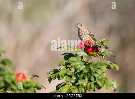 Premier-hiver Rosefinch commun, Carpodacus erythrinus) manger des berriers de la hanche de Rose sur Vlieland, pays-Bas. Banque D'Images