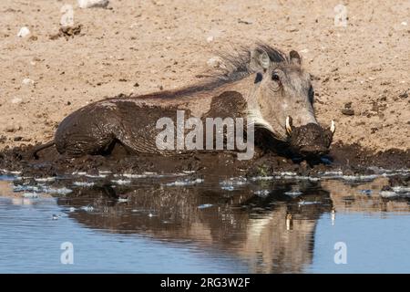 Un warthog, Phacochoerus africanus, prenant un bain de boue.Kalahari, Botswana Banque D'Images