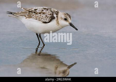 Juveniele Drieteenstrandloper Sanderling juvénile ; Banque D'Images