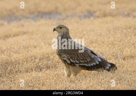 Dans Keizerarend zit ; Asian Aigle perché Banque D'Images