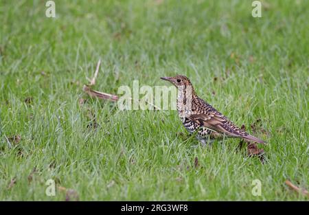 Grive blanche d'automne (Zoothera aurea) en Écosse, Royaume-Uni. Vagabond très rare d'Asie. Recherche de nourriture dans une prairie verte. Banque D'Images