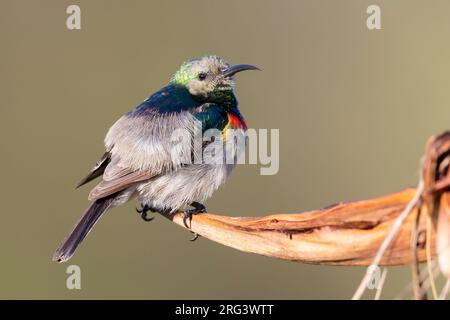 sunbird à double col (Cinnyris chalybeus), vue latérale d'un mâle dans le plumage d'eclipse, Cap occidental, Afrique du Sud Banque D'Images