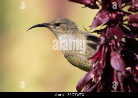 sunbird à double col du sud (Cinnyris chalybeus), vue latérale d'un jeune perché sur quelques fleurs, Cap occidental, Afrique du Sud Banque D'Images