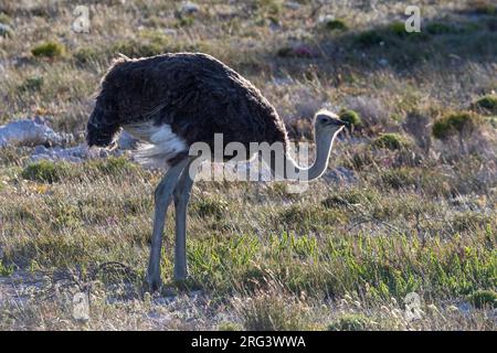 Ostrich commun (Struthio camelus), femelle adulte debout au sol, Cap-Occidental, Afrique du Sud Banque D'Images