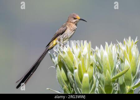 Cape Sugarbird (cafetière Promerops), homme adulte perché sur une fleur, Cap occidental, Afrique du Sud Banque D'Images