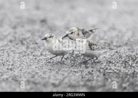 Premiers hivers Sanderling (Calidris alba) essayer de faire face à une forte pluie venteuse à Ribeira Grande, Sao Miguel, Açores, Portugal. Banque D'Images