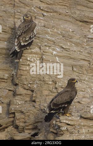 Dans Keizerarend zit ; Asian Aigle perché Banque D'Images