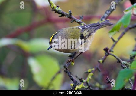 Goudhaan op takje ; Goldcrest sur branch Banque D'Images