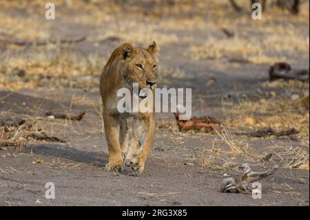 Une lionne, Panthera leo, marchant.Savuti, parc national de Chobe, Botswana Banque D'Images