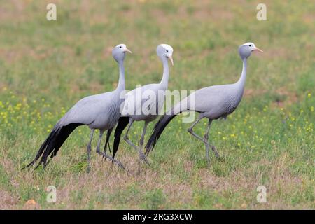 Grue bleue (Grus paradisea), trois individus marchant dans une prairie, Cap-Occidental, Afrique du Sud Banque D'Images